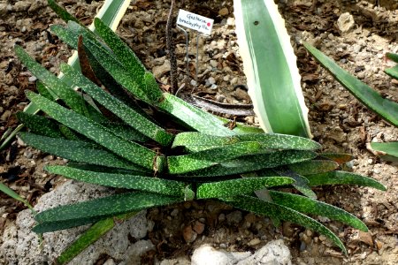 Gasteria brachyphylla - Krohn Conservatory - DSC03557