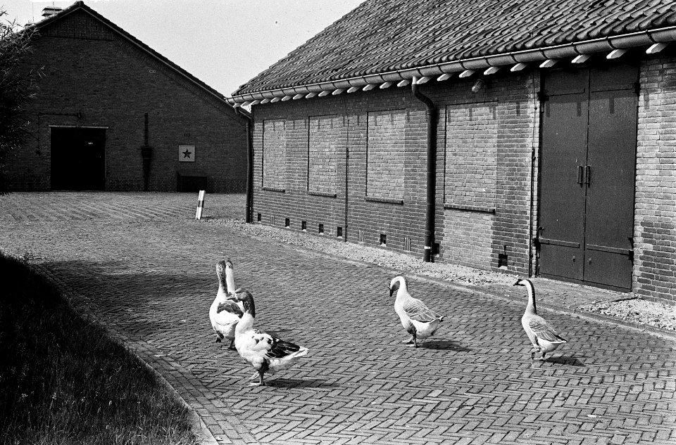 Ganzen bewaken munitiedepot in de buurt van Noordwijk, Bestanddeelnr 916-5371