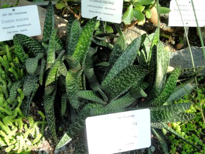 Gasteria carinata - Botanical Garden in Kaisaniemi, Helsinki - DSC03714