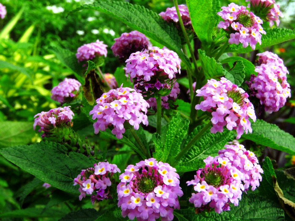 Nature spring green