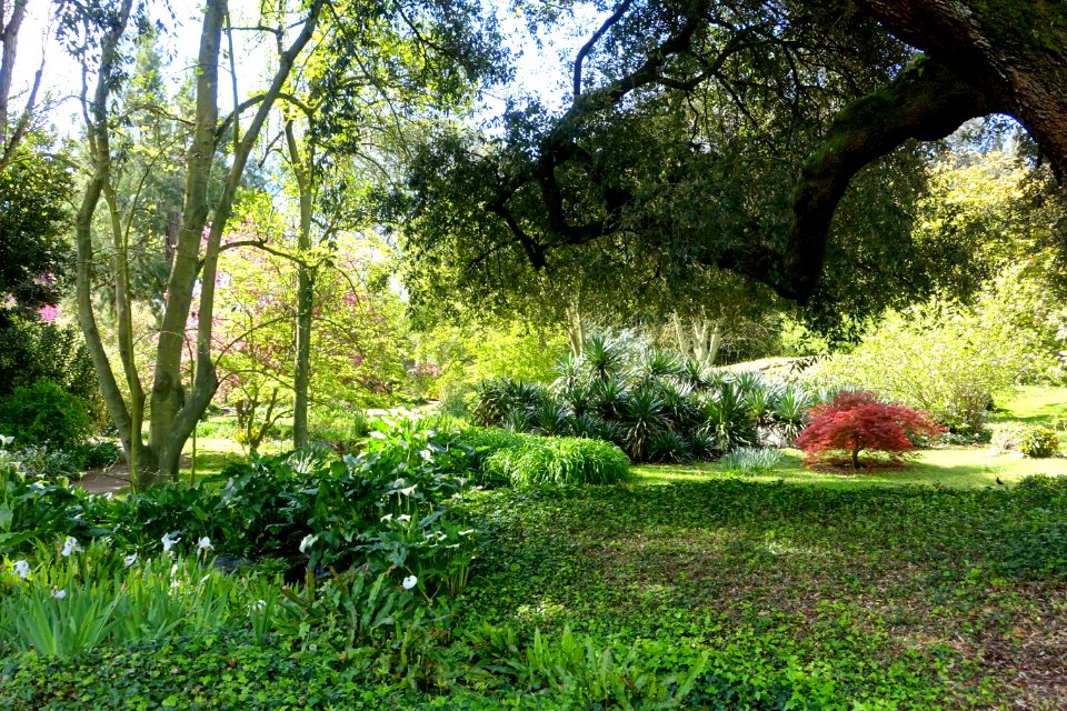 Garden scene - Giardino di Ninfa, Italy - DSC02894