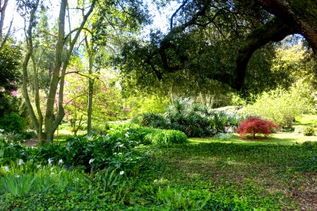 Garden scene - Giardino di Ninfa, Italy - DSC02894