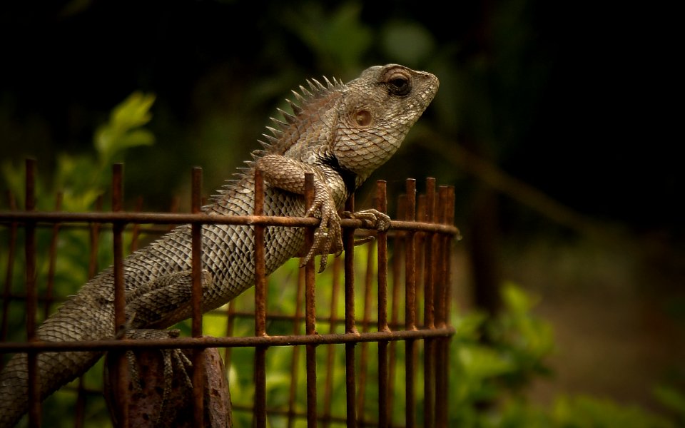 Garden Lizard in Garden