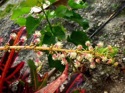 Garden croton (Codiaeum variegatum) male flowers