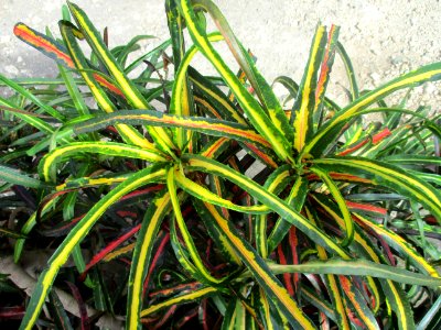 Garden croton (Codiaeum variegatum) variety 3
