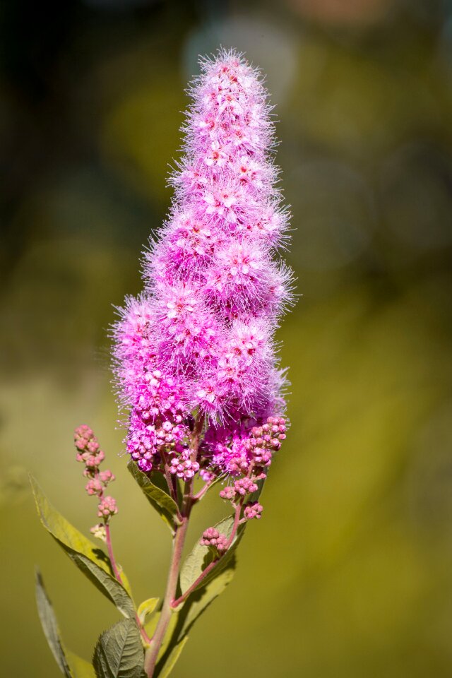 Flowers pink flowers no flowers