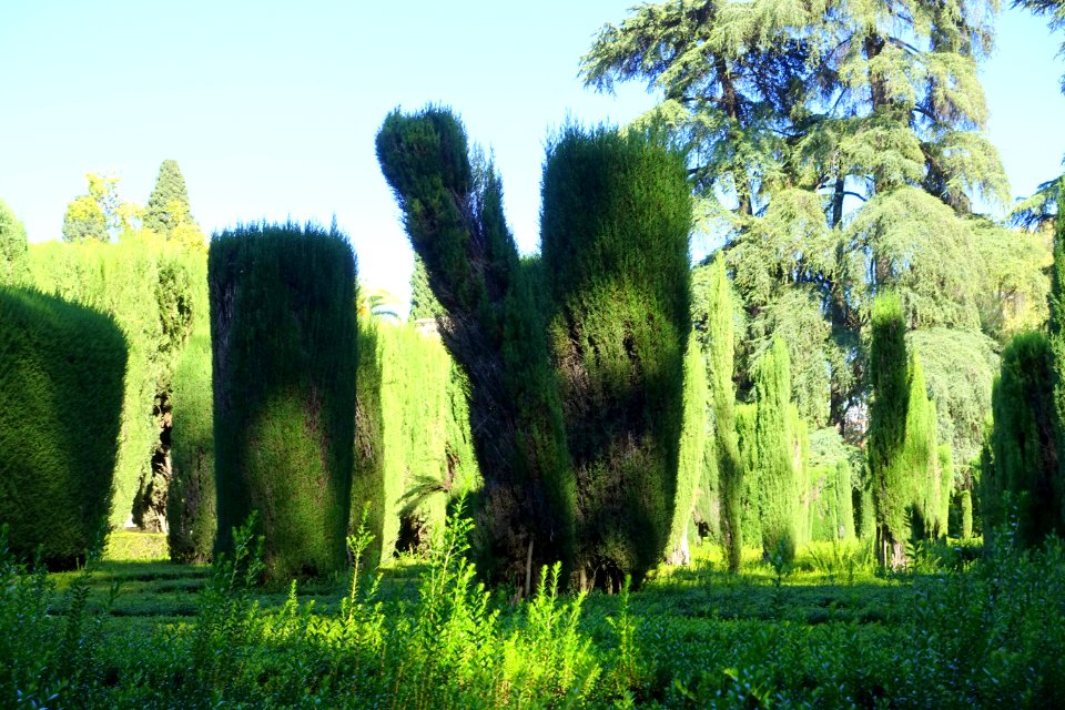Garden scene - Alcázar of Seville, Spain - DSC07527