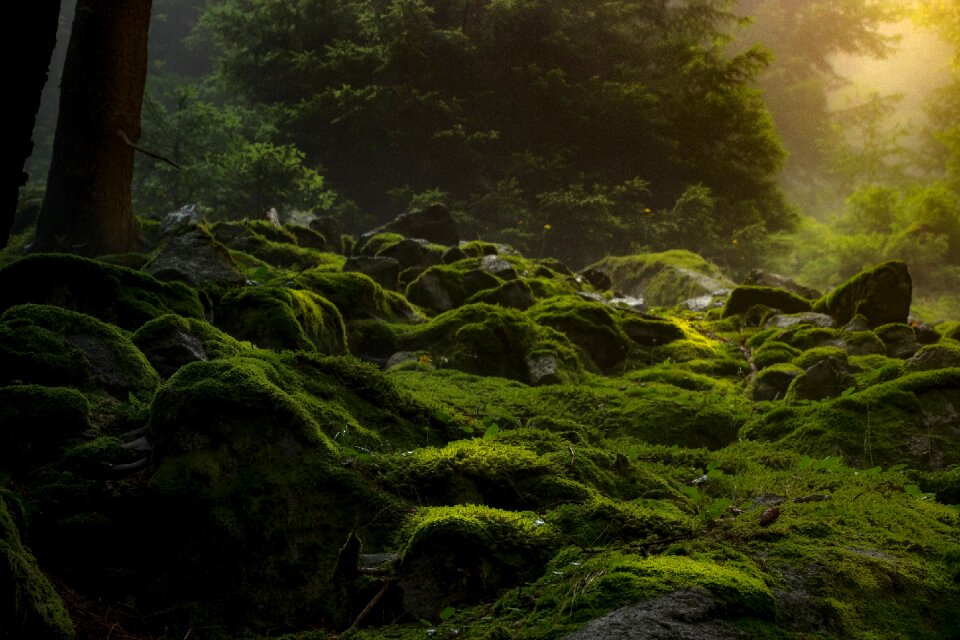 Nature gloomy darkness