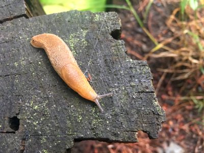 Garden slug