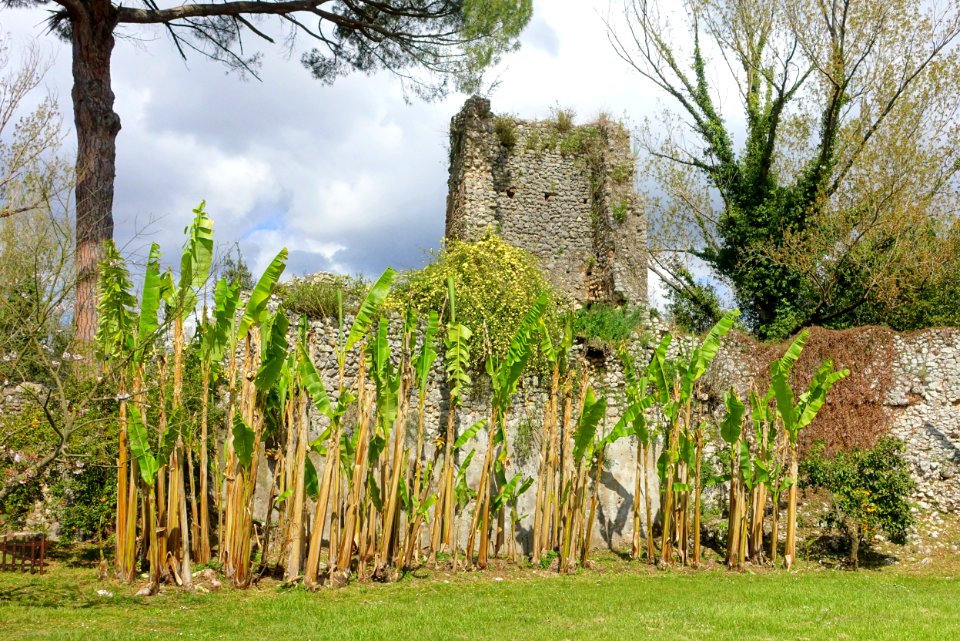 Garden scene - Giardino di Ninfa, Italy - DSC02979