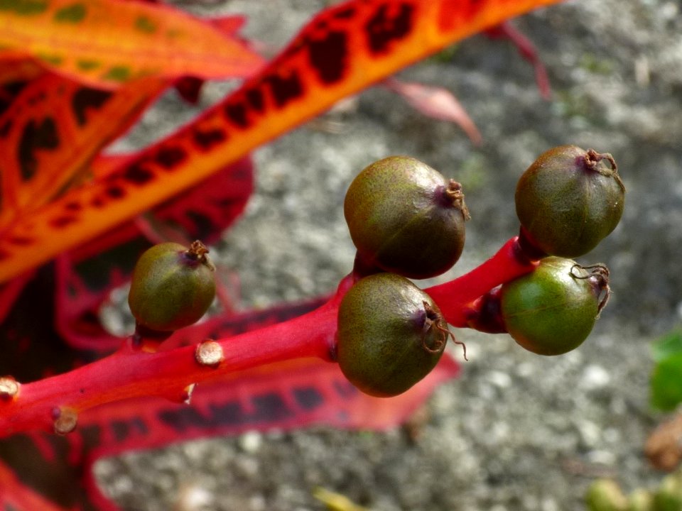 Garden croton (Codiaeum variegatum) fruits