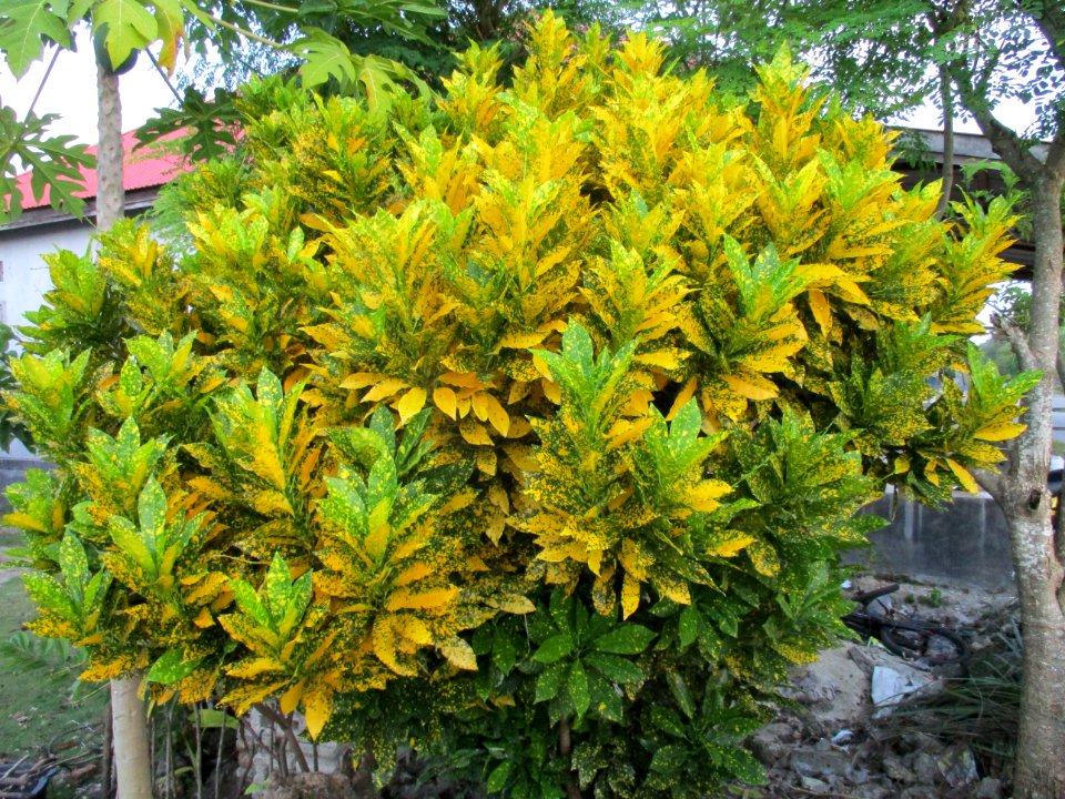 Garden croton (Codiaeum variegatum) variety 1