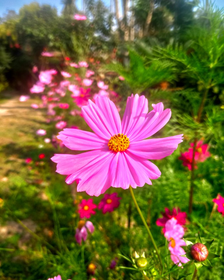 Garden cosmos or Mexican aster (Cosmos bipinnatus-)