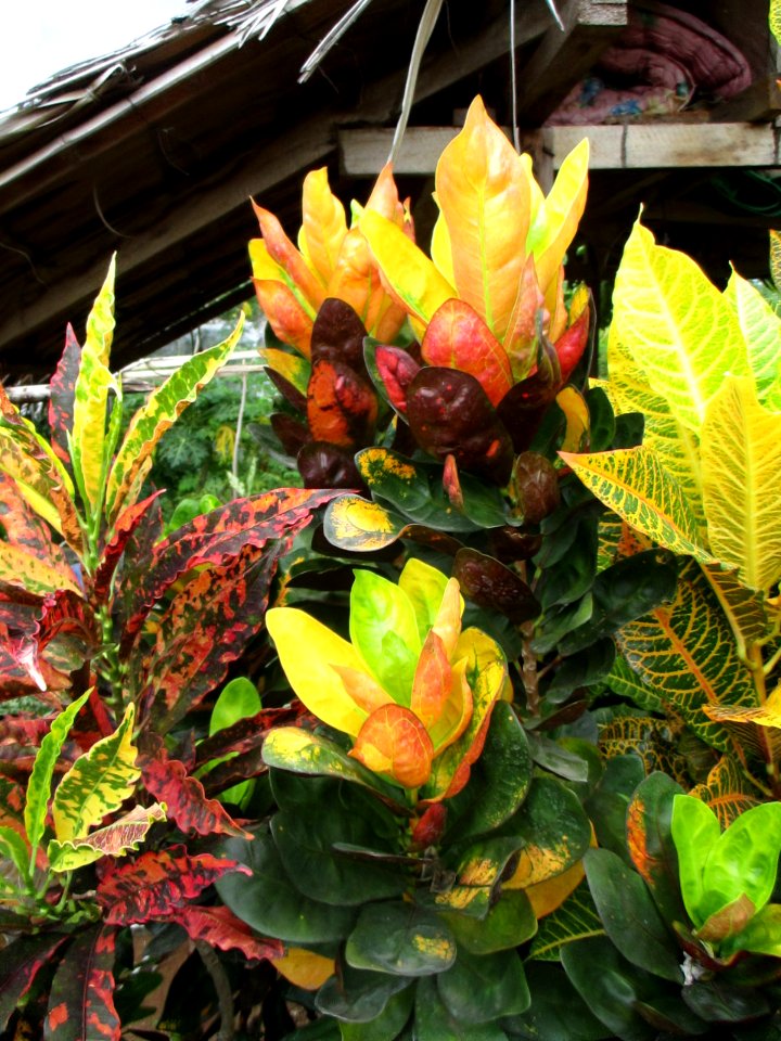 Garden croton (Codiaeum variegatum) varieties