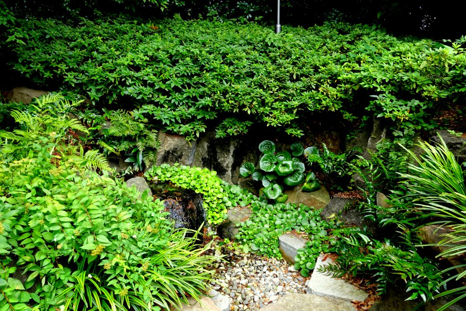 Garden details - Kokugakuin University - Shibuya, Tokyo, Japan - DSC05541