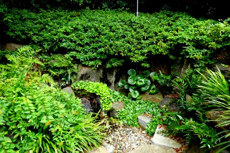 Garden details - Kokugakuin University - Shibuya, Tokyo, Japan - DSC05541