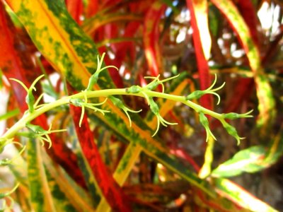 Garden croton (Codiaeum variegatum) female flowers