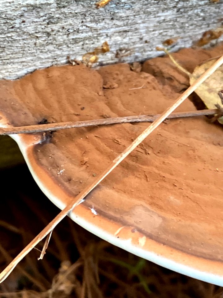 Ganoderma applanatum 96256508
