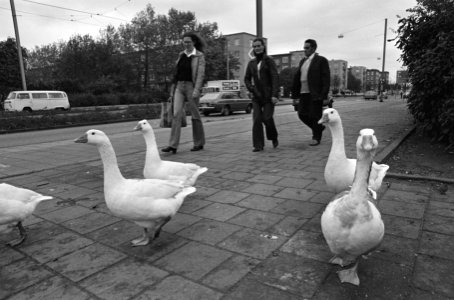 Ganzen op Amsterdamse Van der Vlugtlaan bedelen iedere dag bij voorbijgangers om, Bestanddeelnr 931-1105