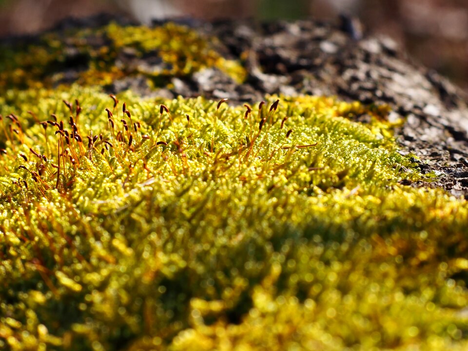 Fouling green macro