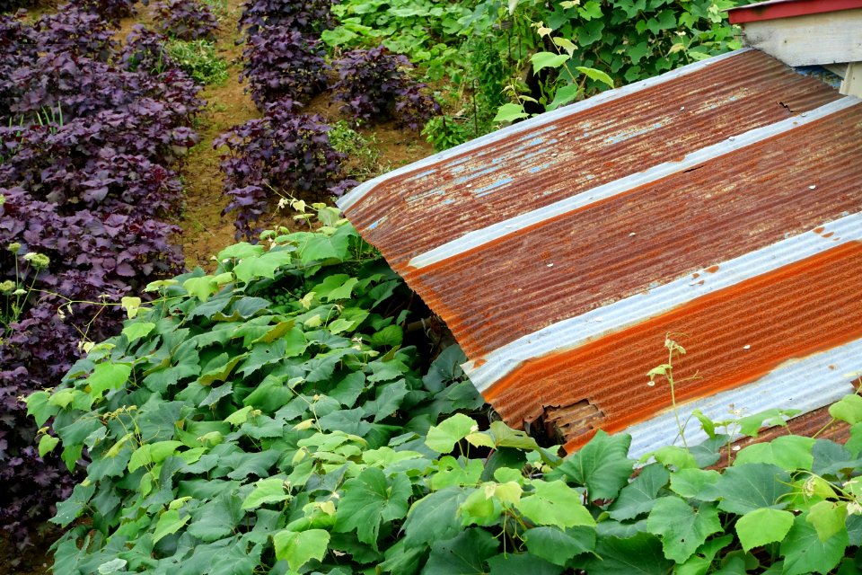 Garden - Mutsu, Aomori - DSC00154