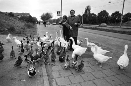 Ganzen op Amsterdamse Van der Vlugtlaan bedelen iedere dag bij voorbijgangers om, Bestanddeelnr 931-1104