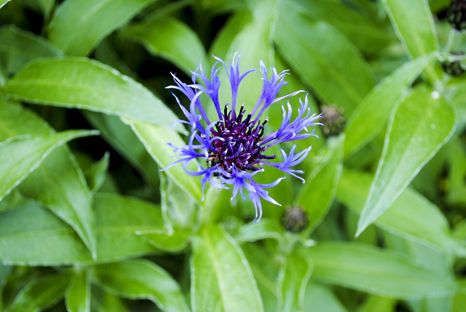 Beautiful flower hummel plant