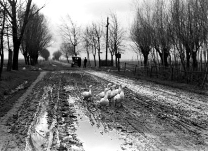 Ganzen op een modderige landweg, Bestanddeelnr 252-1294