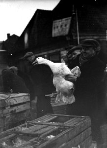 Ganzenmarkt Purmerend, Bestanddeelnr 934-6729