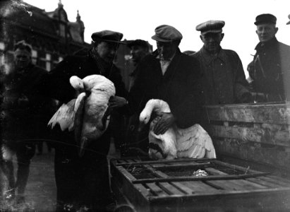 Ganzenmarkt Purmerend, Bestanddeelnr 902-4803
