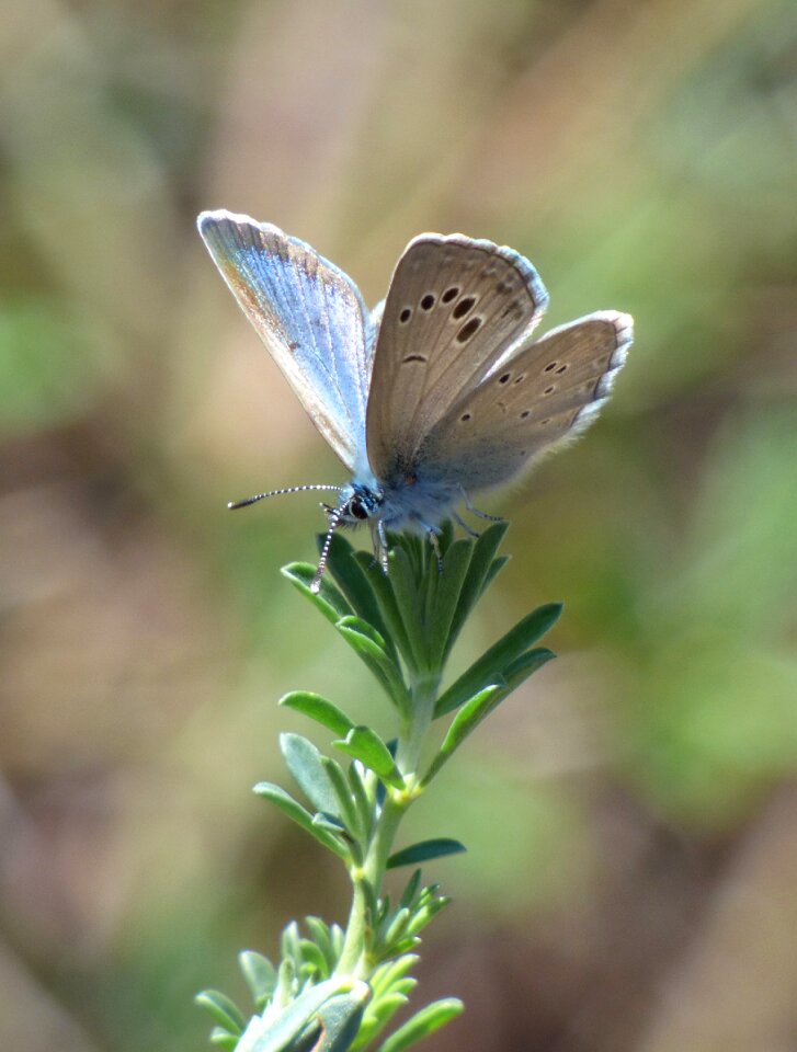 Blue butterfly blaveta detail