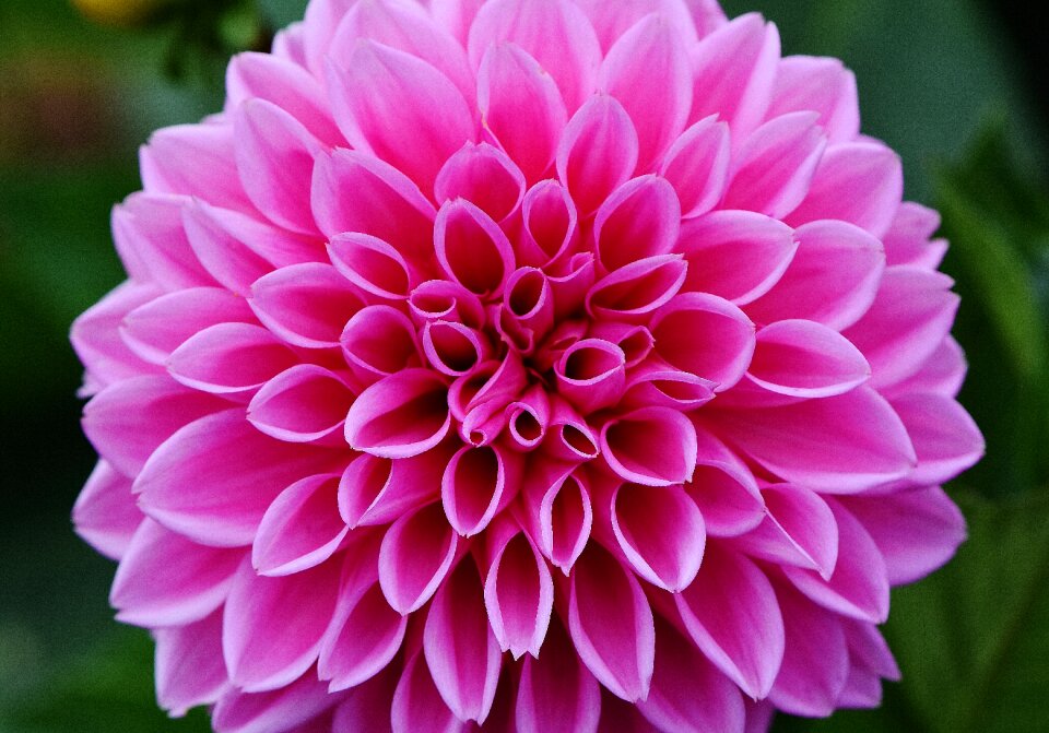 Asteraceae flower garden ornamental flower