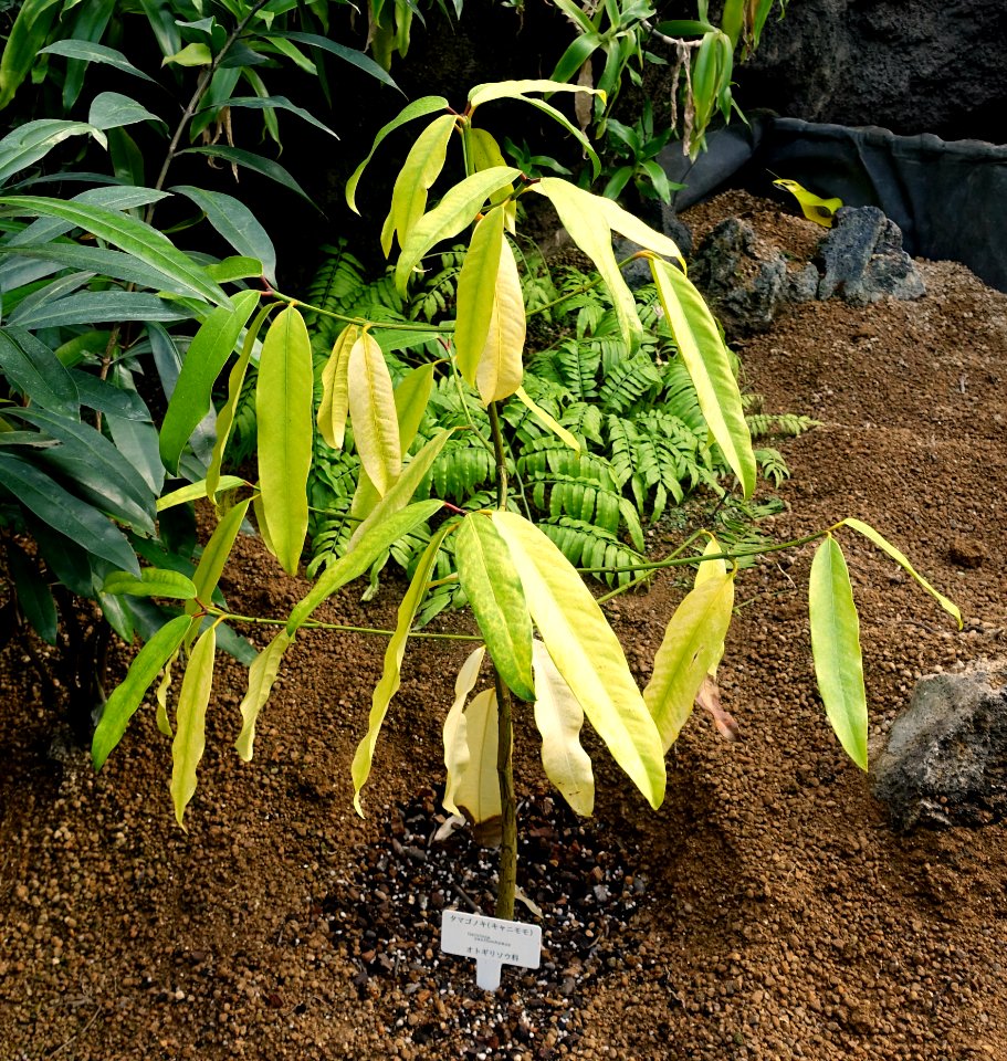 Garcinia xanthochymus - Shinjuku Gyo-en Greenhouse - Tokyo, Japan - DSC05953