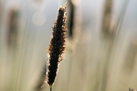 Field grain cornfield photo