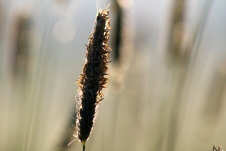 Field grain cornfield