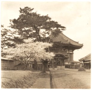 Garden Cherry Blossoms Kofukuji Nara by Adolf de Meyer 1900-1910