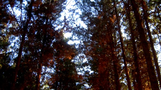 Garden of Pine - West of Omar Khayyam Tomb - Nishapur 21