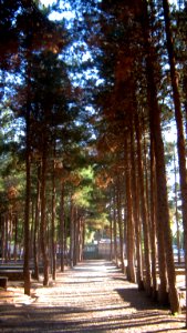 Garden of Pine - West of Omar Khayyam Tomb - Nishapur 24