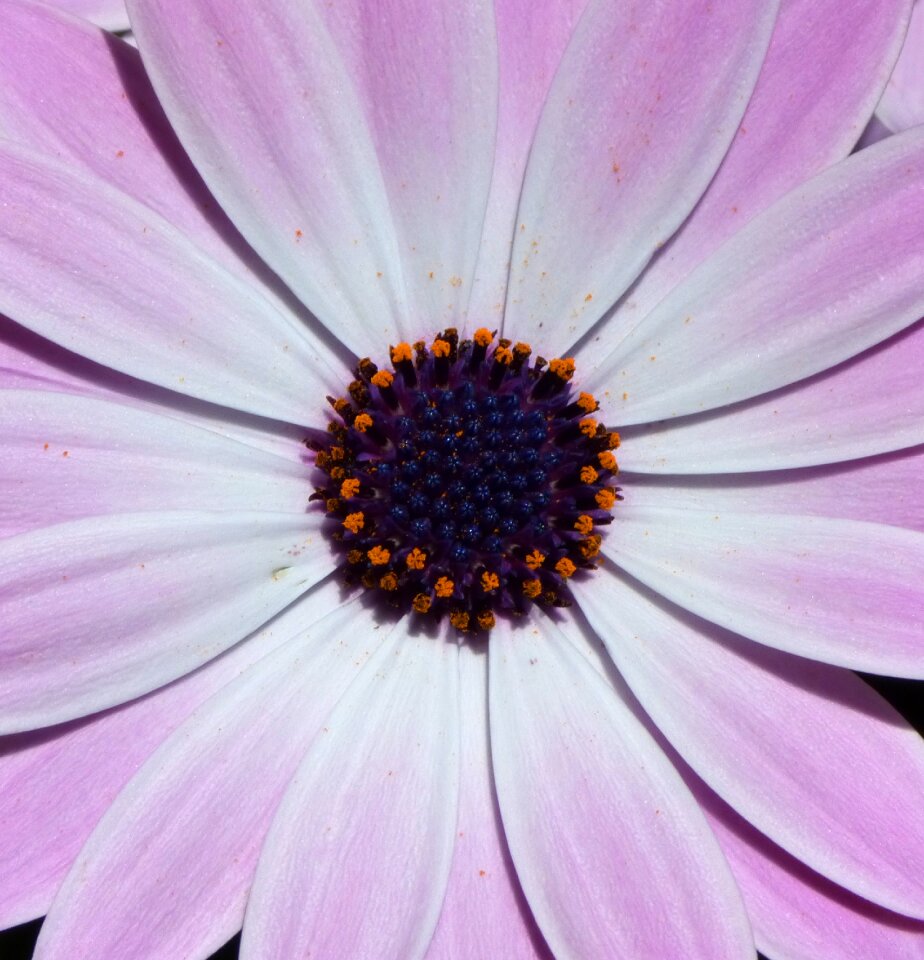 Pistils pollen detail closed flat