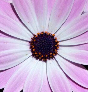 Pistils pollen detail closed flat