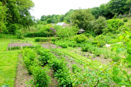 Garden - Thomas Hardy's Cottage, Higher Bockhampton - Dorset, England - DSC03354