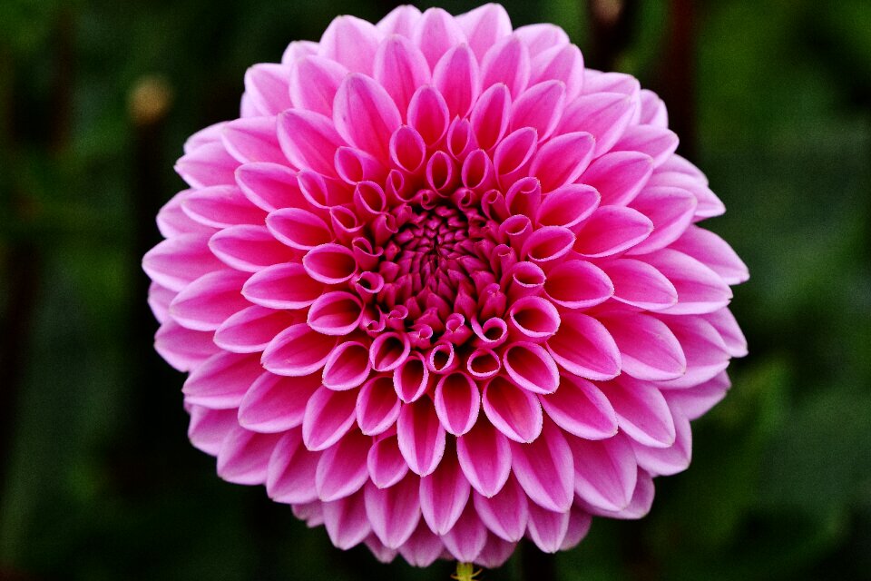 Asteraceae flower garden ornamental flower