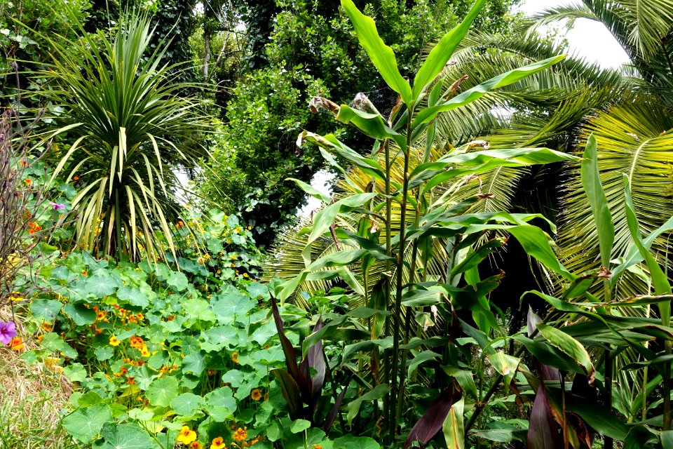 Garden beside Filbert Steps - San Francisco, CA - DSC04694
