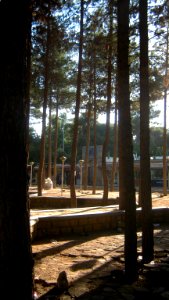 Garden of Pine - West of Omar Khayyam Tomb - Nishapur 25