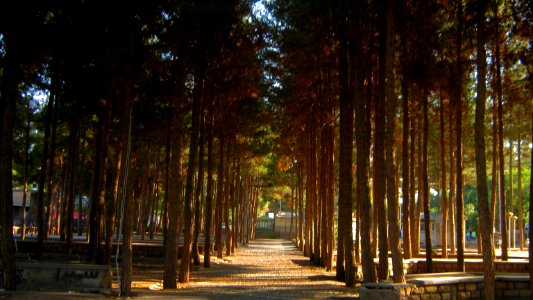 Garden of Pine - West of Omar Khayyam Tomb - Nishapur 12
