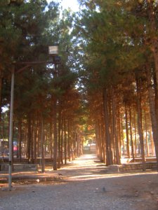 Garden of Pine - West of Omar Khayyam Tomb - Nishapur 02