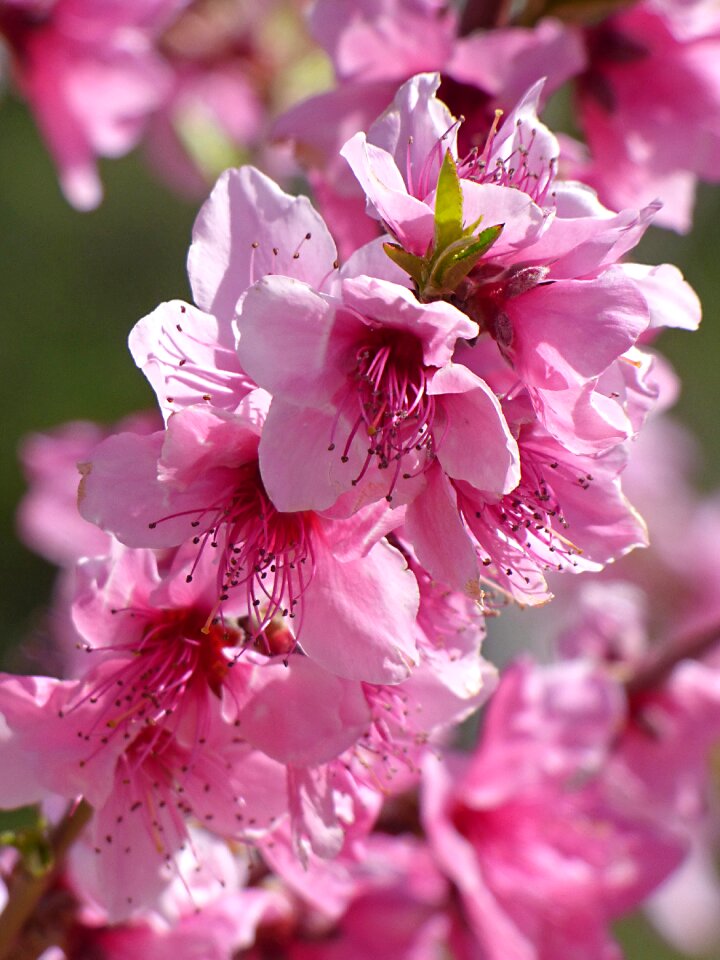 Pink color pistils stamens