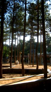 Garden of Pine - West of Omar Khayyam Tomb - Nishapur 26
