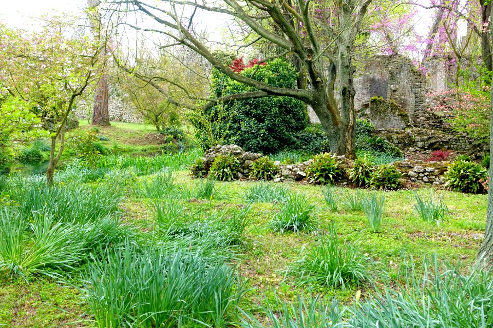 Garden scene - Giardino di Ninfa, Italy - DSC03105