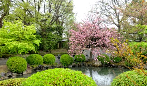Garden - Toji - Kyoto, Japan - DSC07083